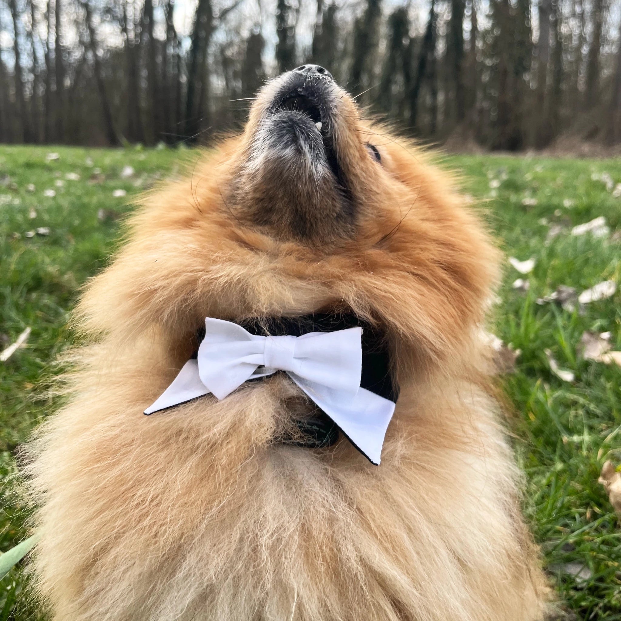 Patron de couture – Rainbow Gentleman - le noeud papillon pour chien