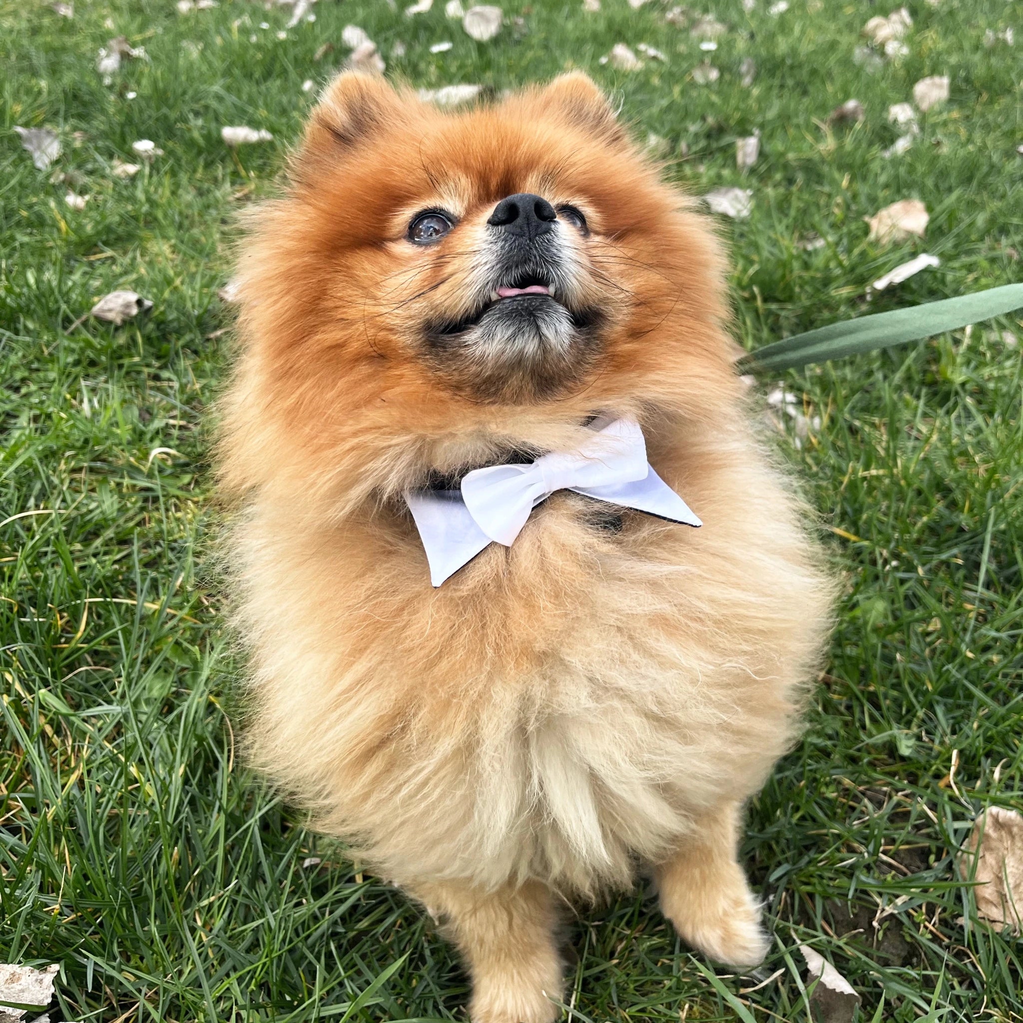 Patron de couture – Rainbow Gentleman - le noeud papillon pour chien
