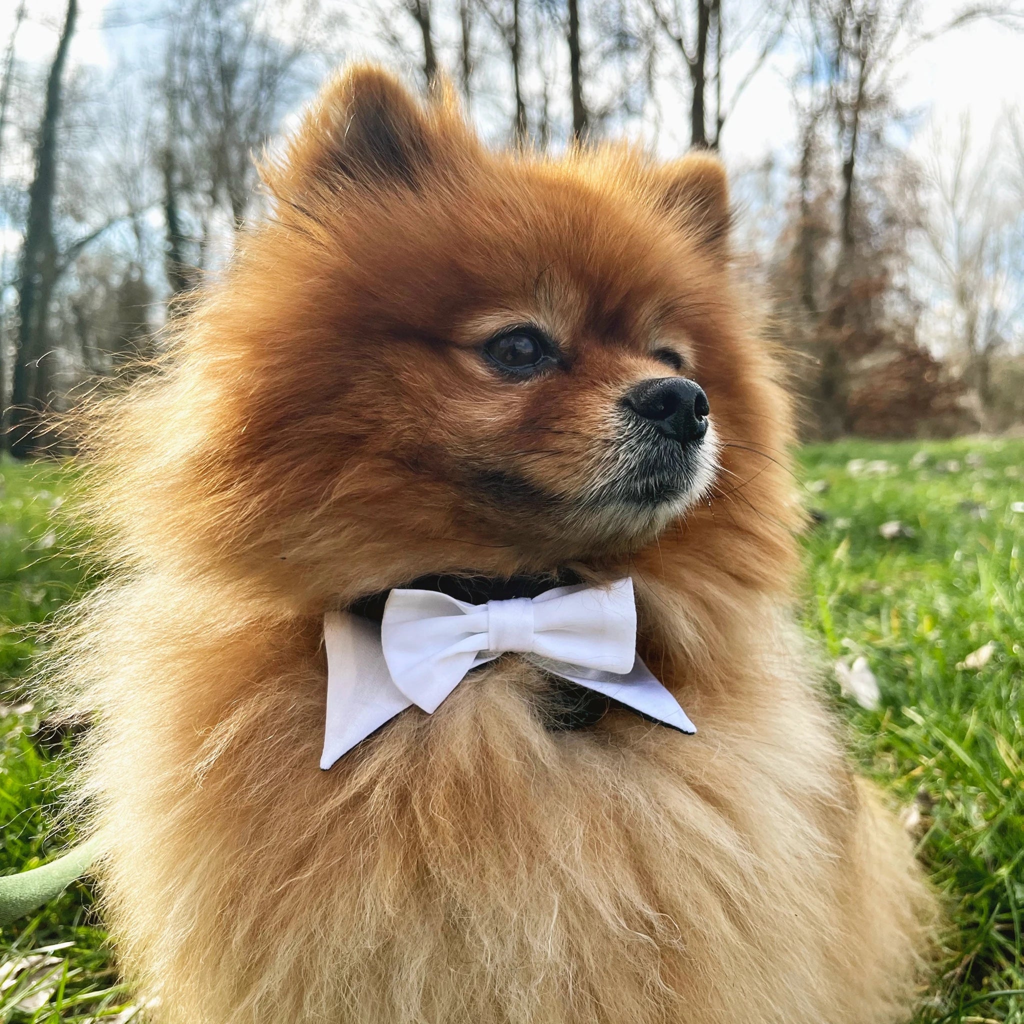 Patron de couture – Rainbow Gentleman - le noeud papillon pour chien
