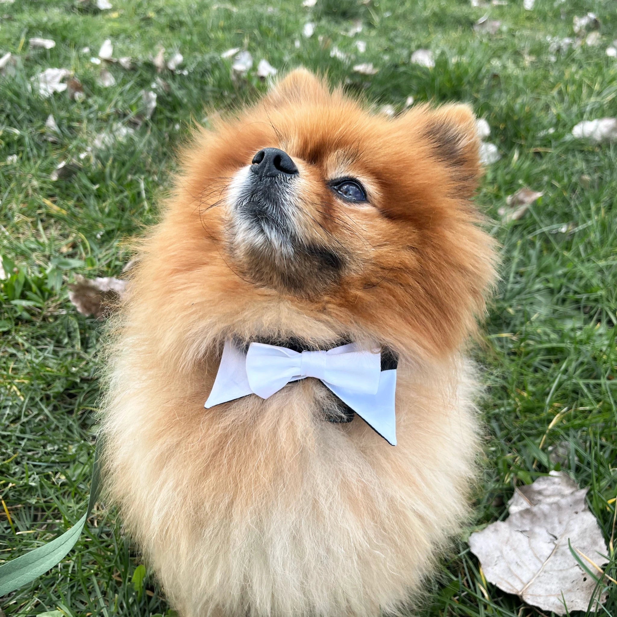 Patron de couture – Rainbow Gentleman - le noeud papillon pour chien
